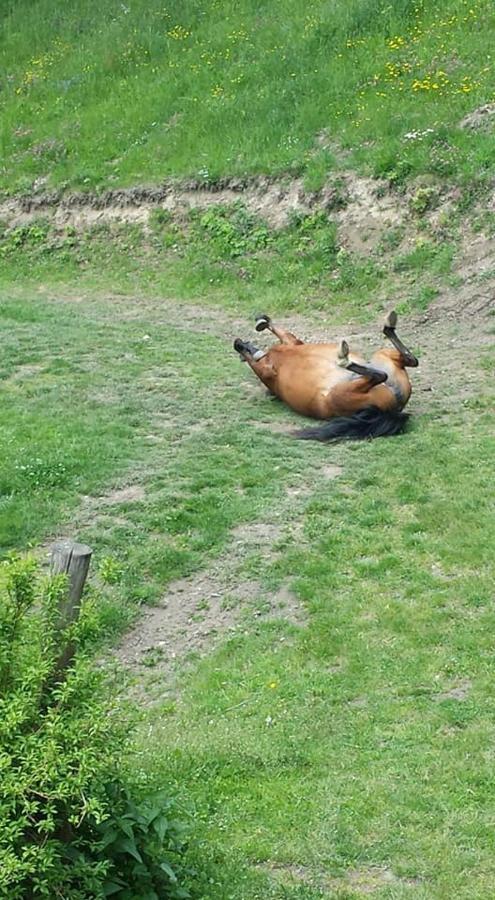 Agroturystyka Pod Swierkiem Srebrna Góra Esterno foto