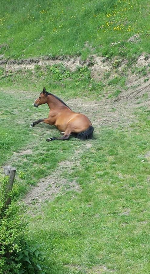 Agroturystyka Pod Swierkiem Srebrna Góra Esterno foto